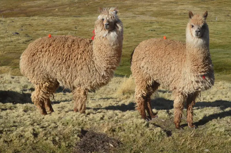 Llamas in California