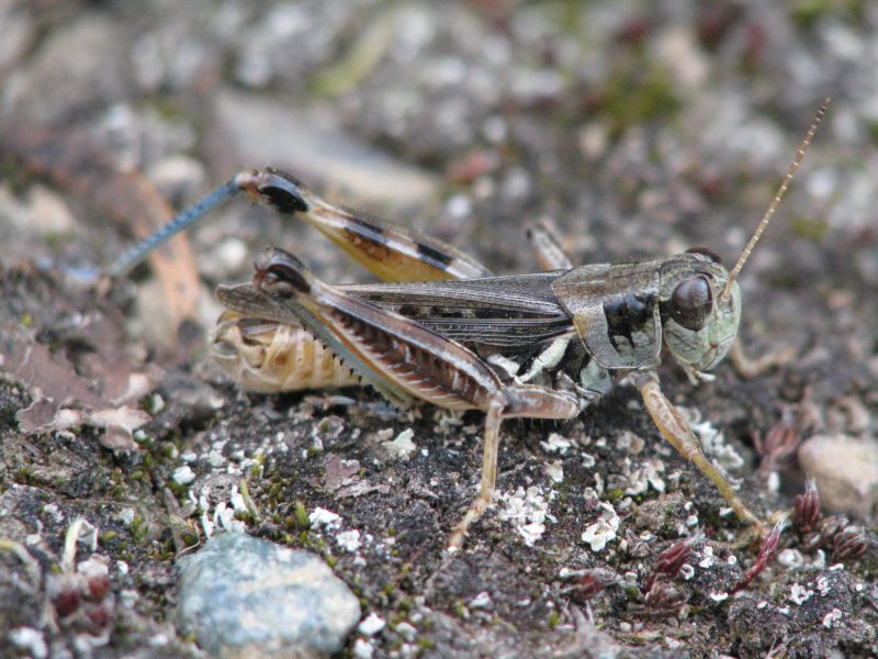 Grasshoppers in Montana
