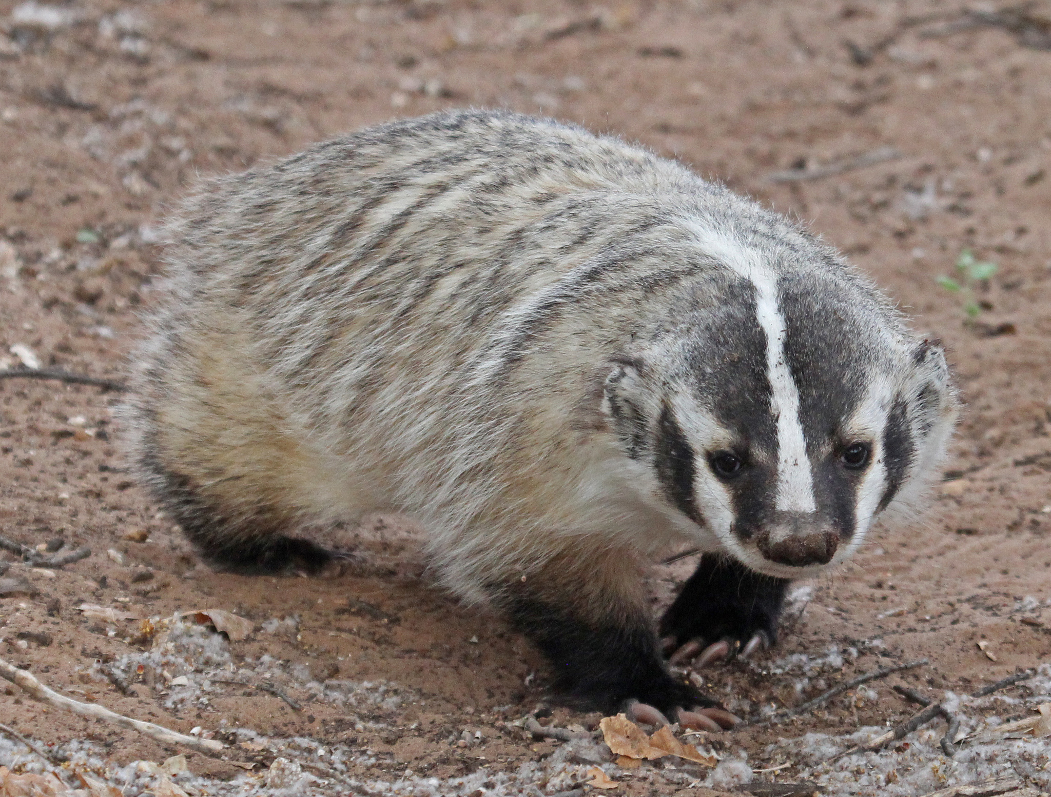 American Badger in Colorado