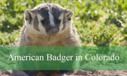 American Badger in Colorado: Everything You Need to Know