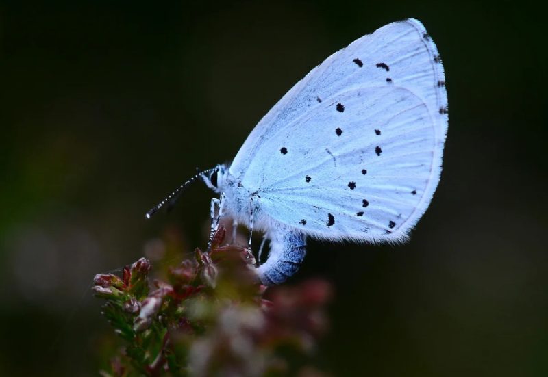 Blue Butterflies in Virginia
