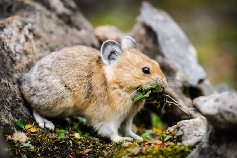 Pikas in Colorado