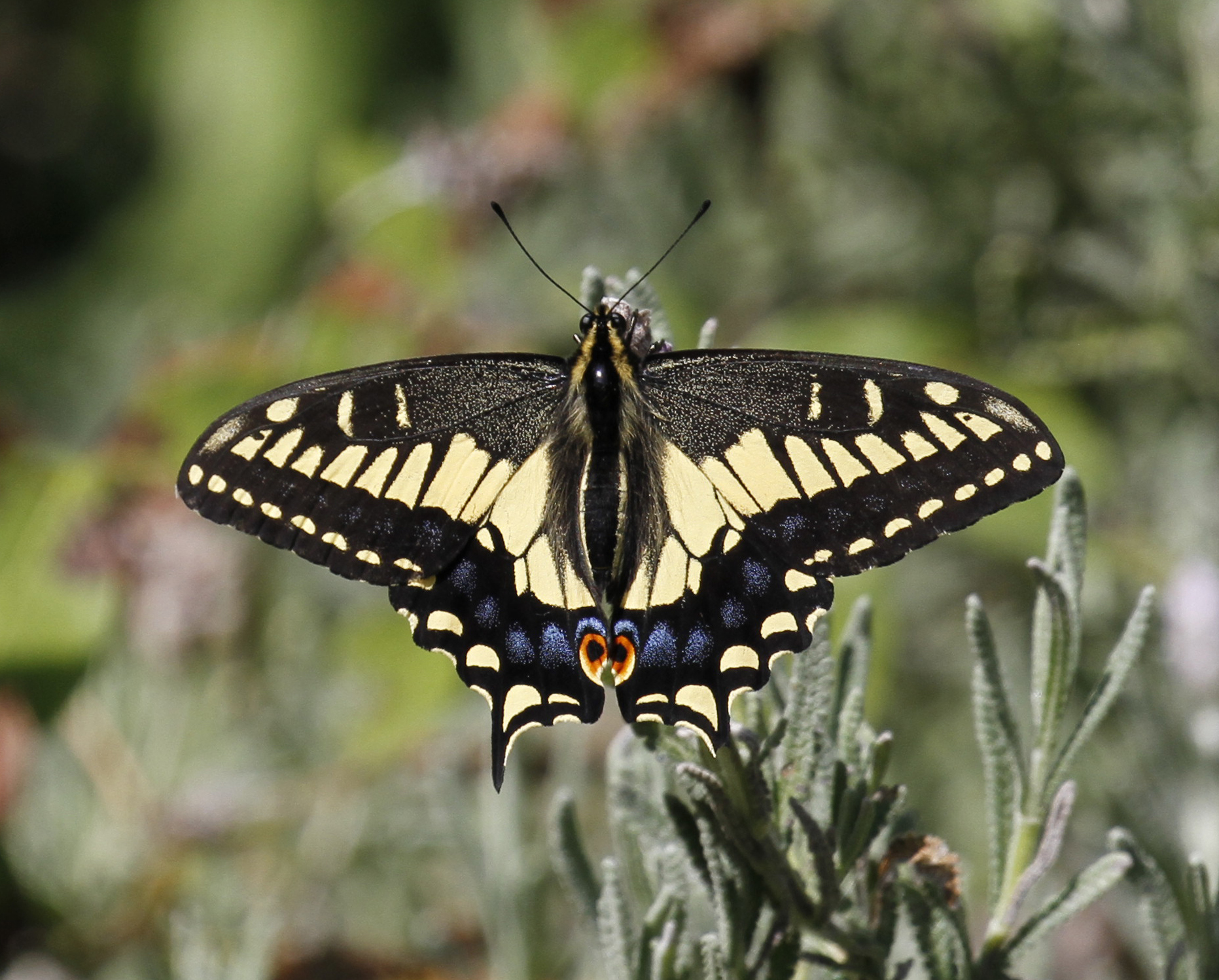 Butterflies in Kansas