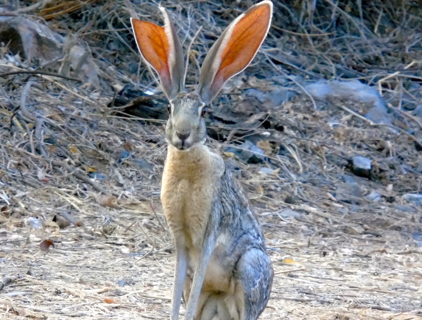 Wild Rabbits in Arizona