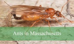 10 Biting Ants in Massachusetts (With Pictures and Identification)