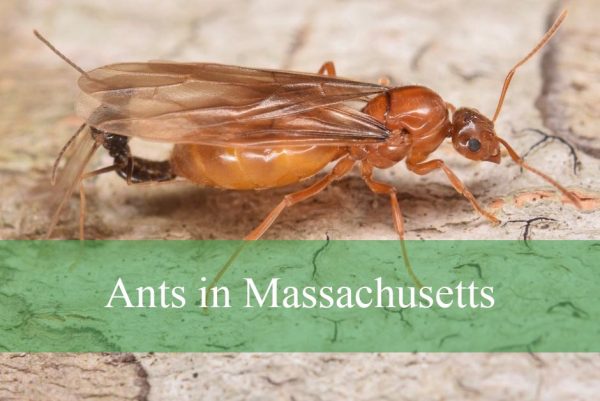 Ants in Massachusetts