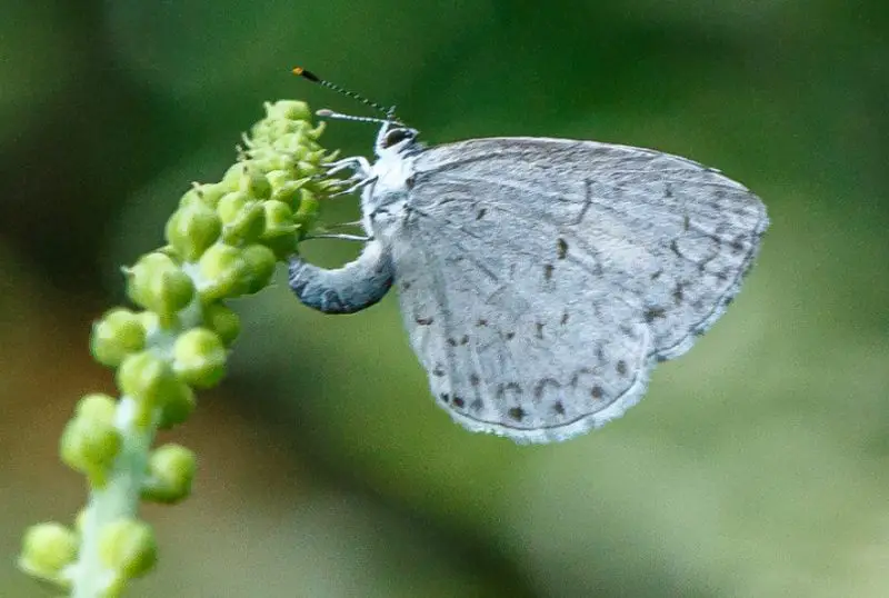 Blue Butterflies in Virginia