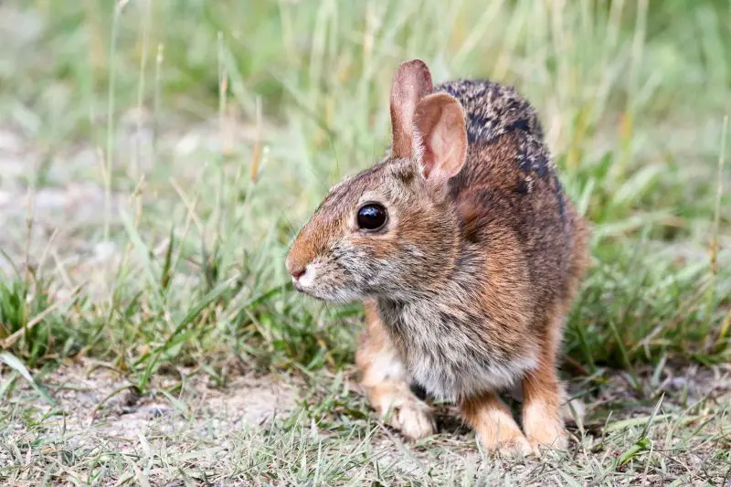 Wild Rabbits in New Jersey