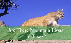 Are There Mountain Lions in Texas? What You Need to Know