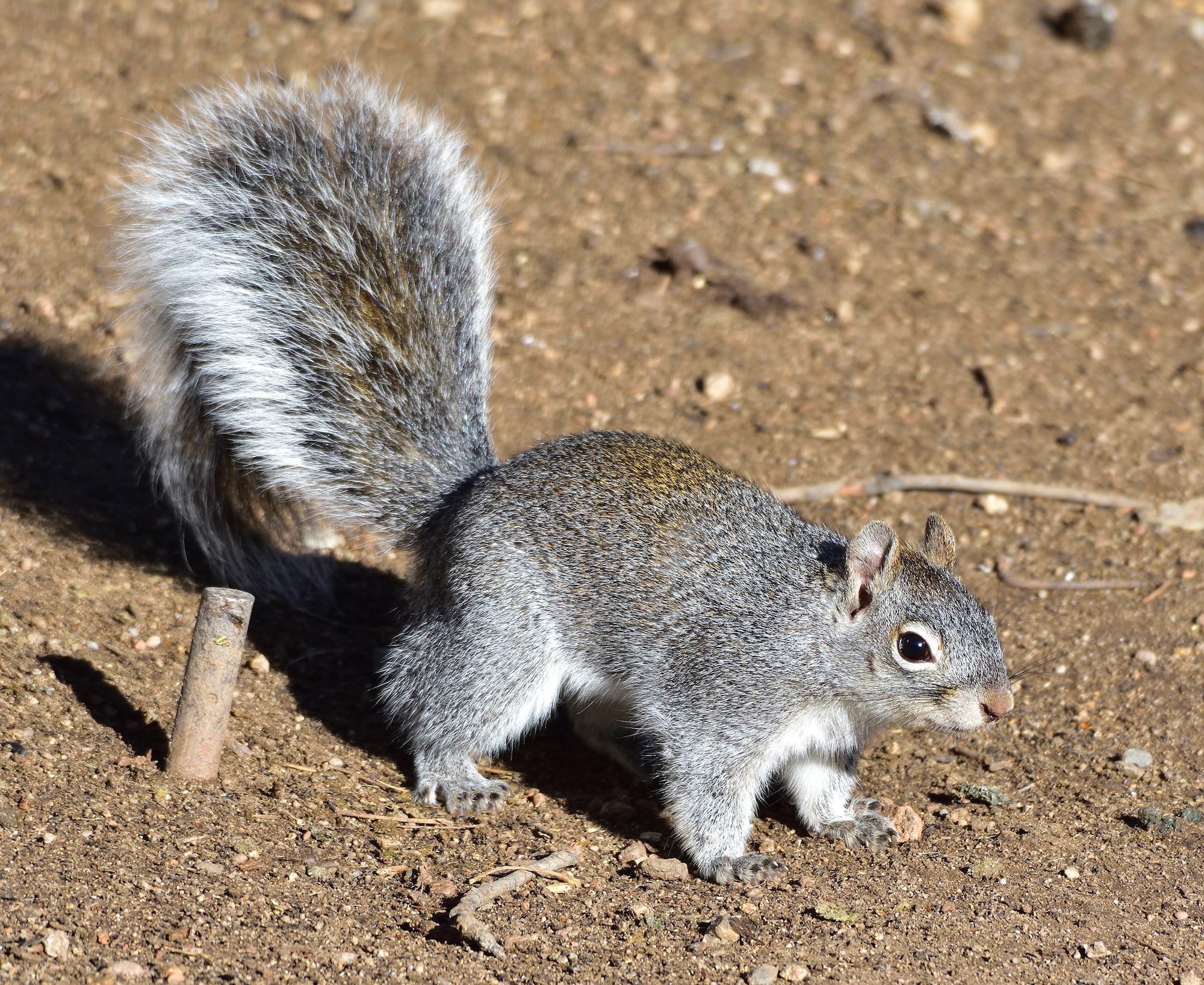 Squirrels in New Mexico