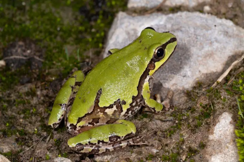 Frogs in Arizona