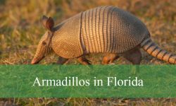 All About Armadillos in Florida and Best Places to See Them