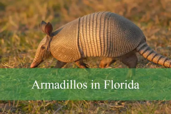 Armadillos in Florida