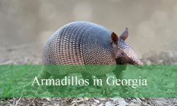 Armadillos in Georgia: Identification, Behavior, Where to Spot Them