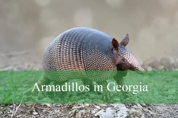 Armadillos in Georgia