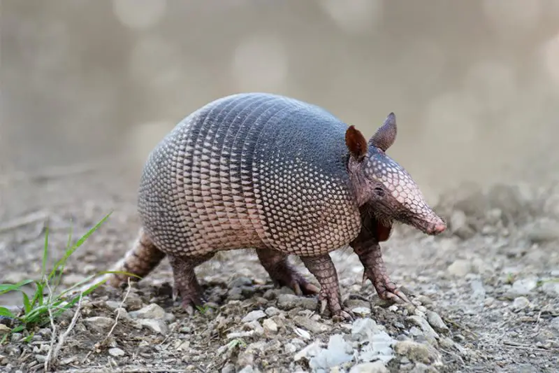 Armadillos in Georgia
