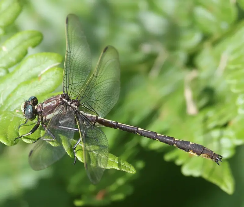 Dragonflies in Illinois