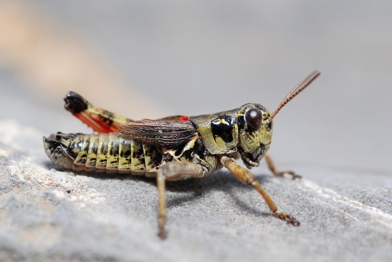 Grasshoppers in Montana