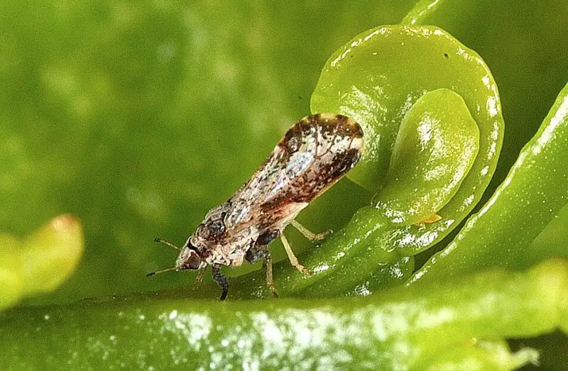 Invasive Insects in California