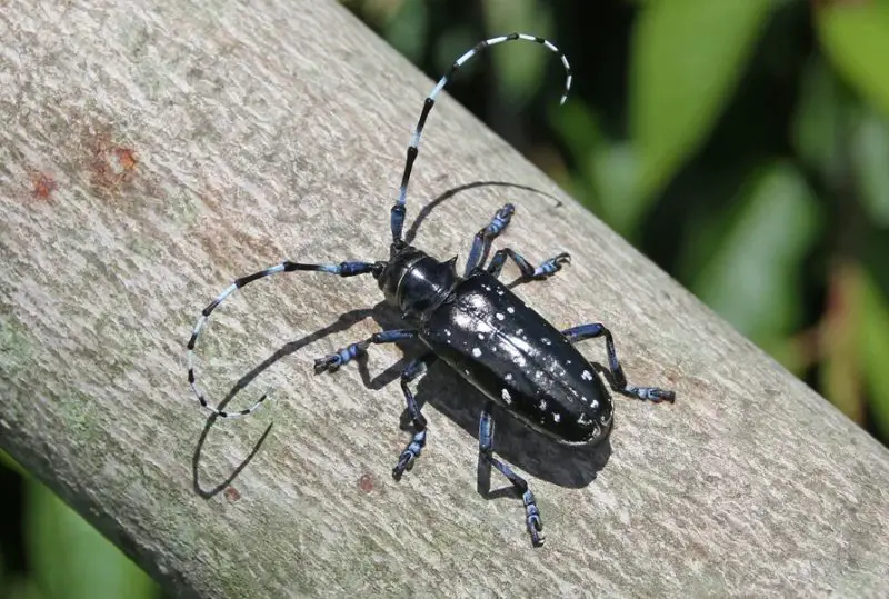 Invasive Insects in California
