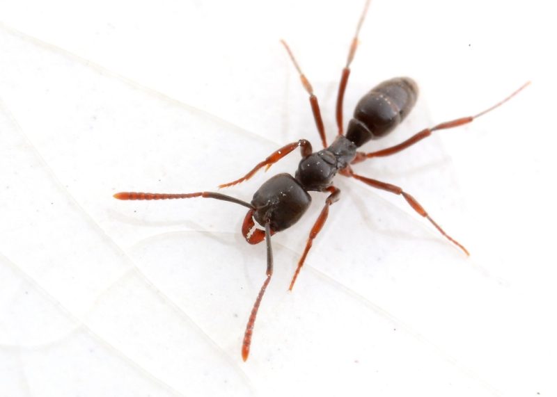 Biting Ants in North Carolina