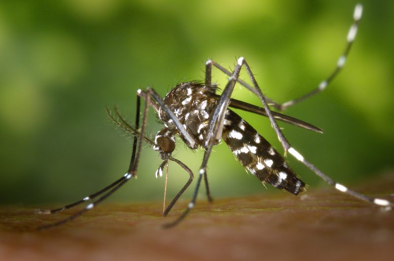 Mosquitoes in Arizona