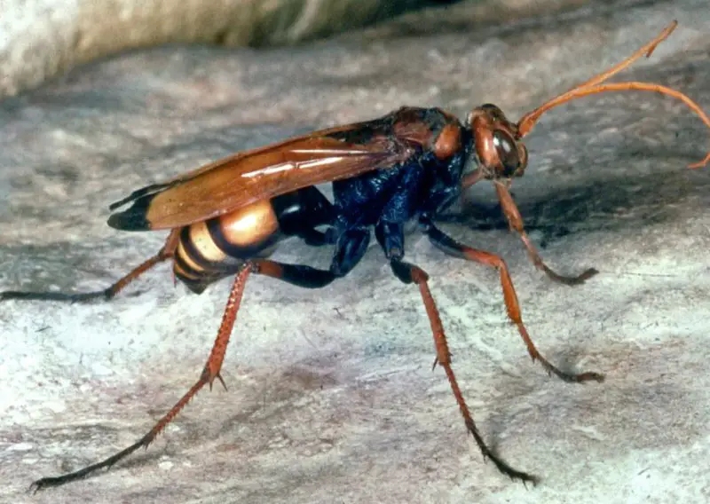 Stinging Insects in Florida