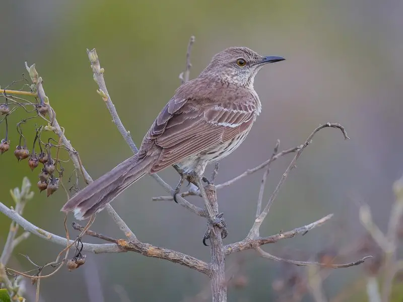 Mockingbirds in Florida