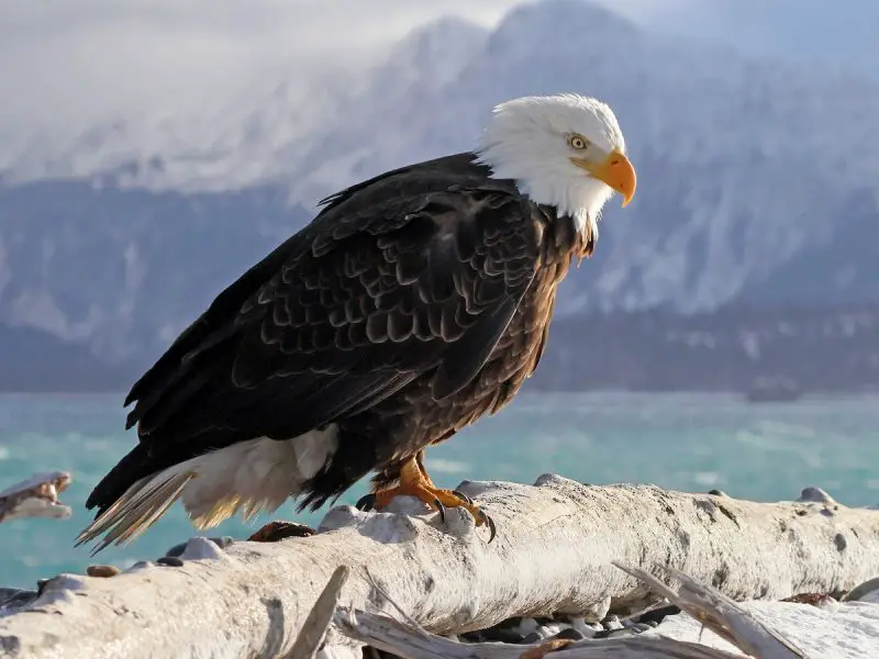 Eagles in Idaho