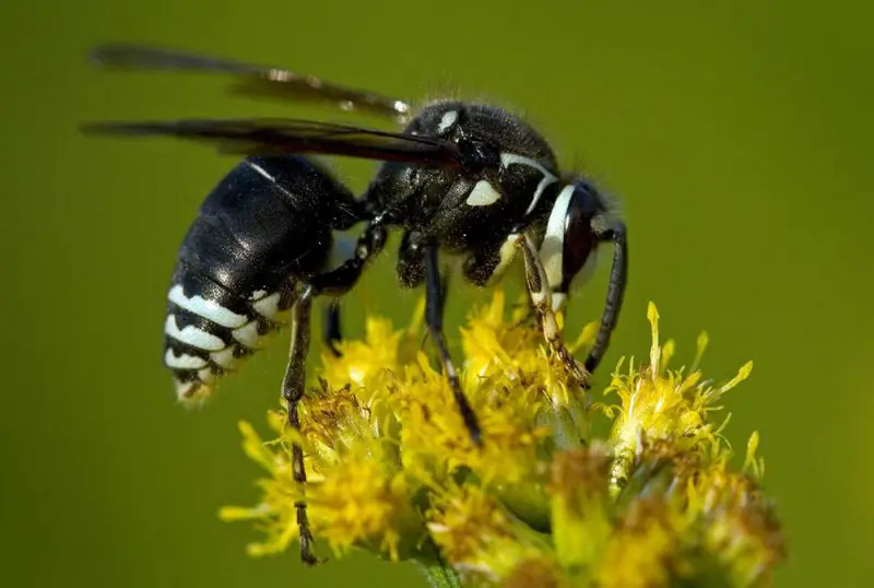 Dangerous Stinging Insects in Washington State