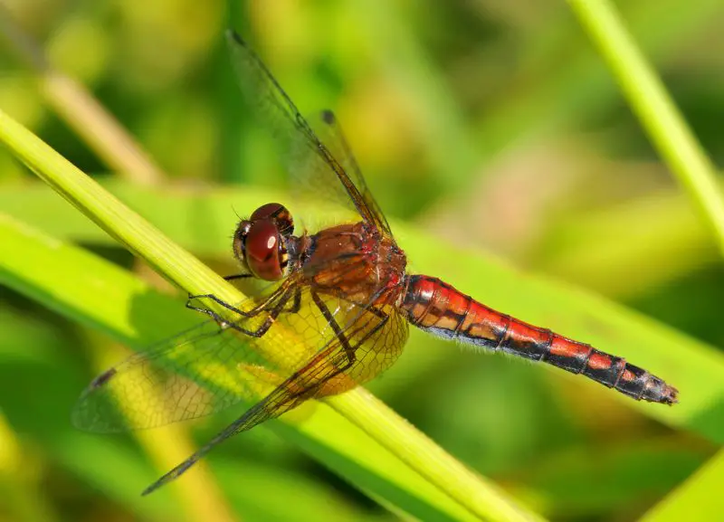 Dragonflies in Colorado