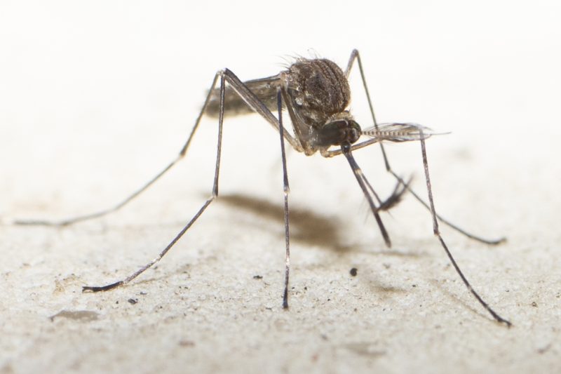 Mosquitoes in Arizona