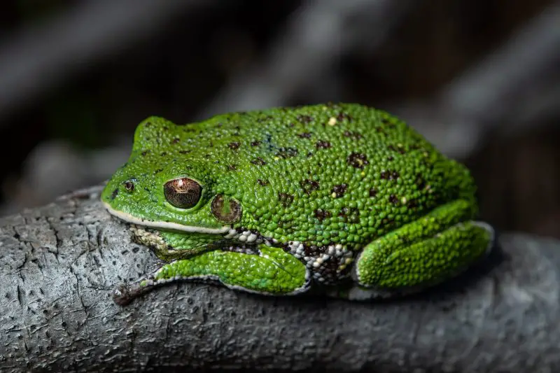 frogs in Georgia
