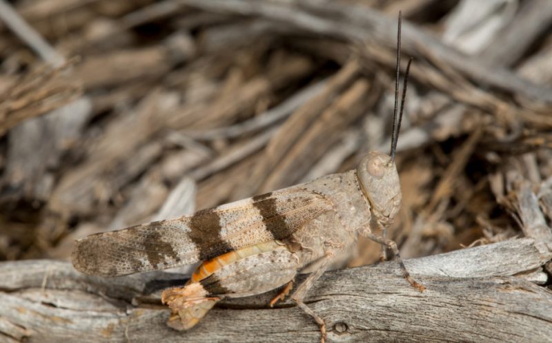 Grasshoppers in Montana