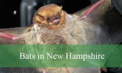 10 Types of Bats in New Hampshire (Pictures and Identification)