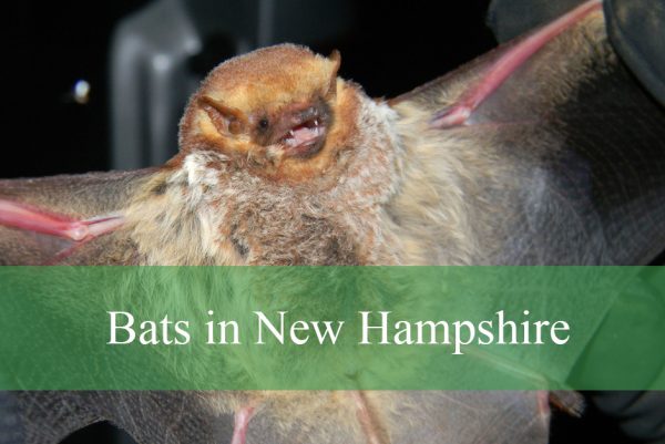 Bats in New Hampshire