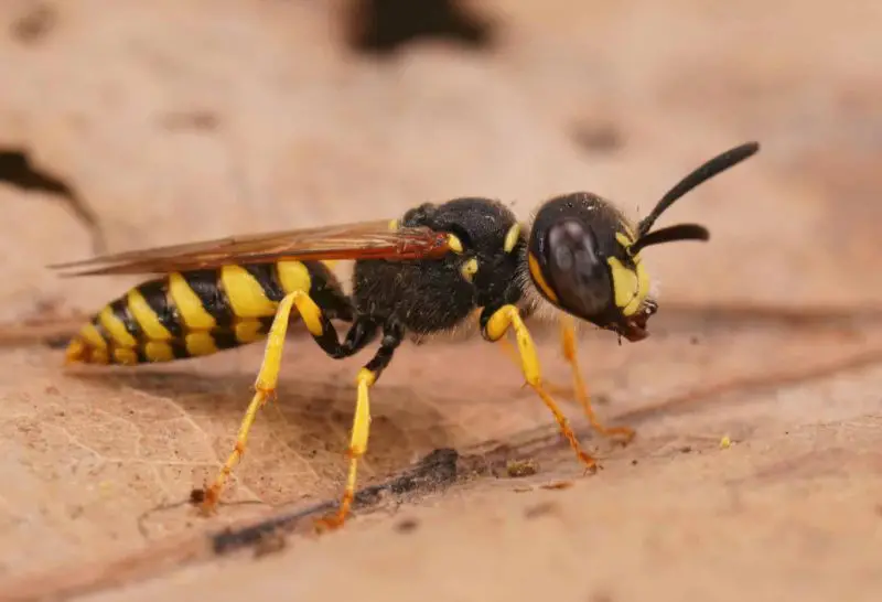 Types of Wasps in Ohio
