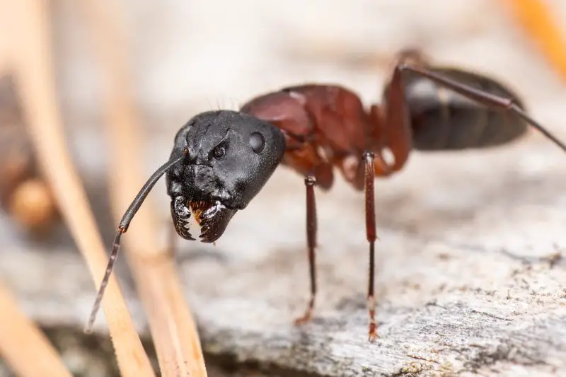 Types of Ants in California