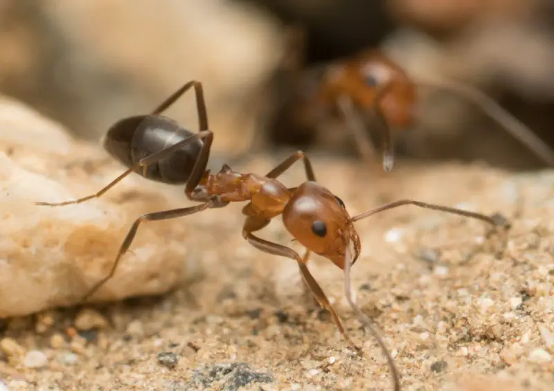 Types of Ants in California