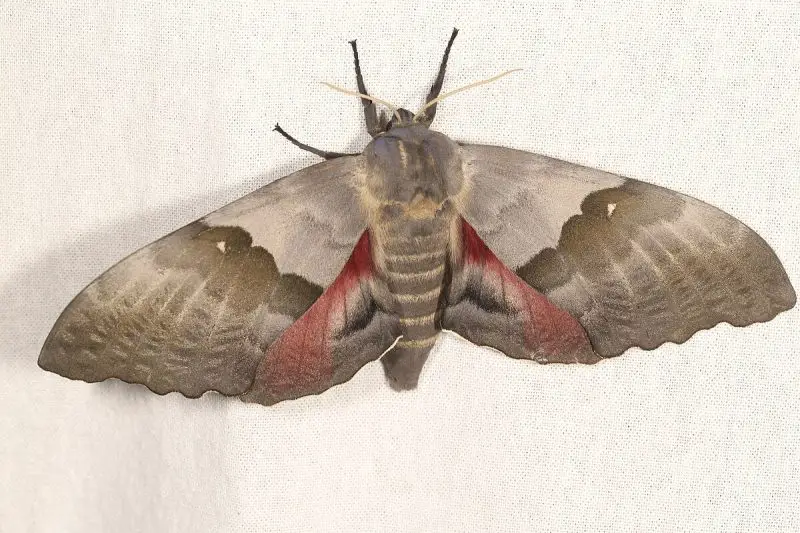 Moths in Colorado