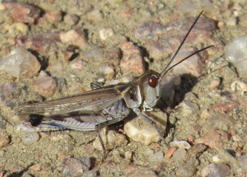 Grasshoppers in Montana