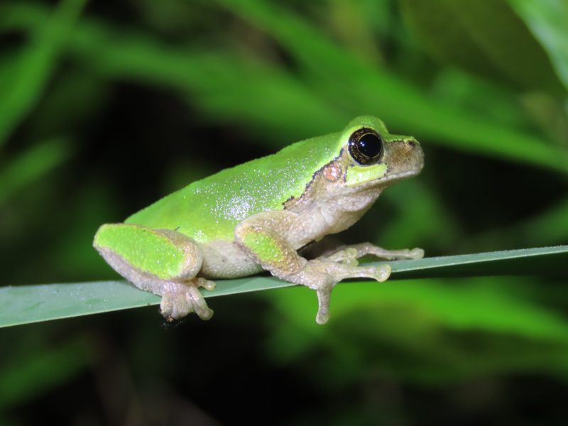 frogs in Georgia
