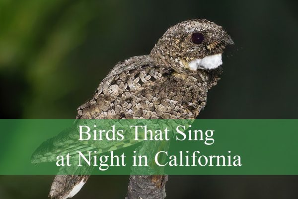 Birds That Sing at Night in California