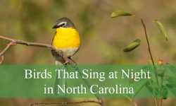 10 Birds That Sing at Night in North Carolina (With Pictures)