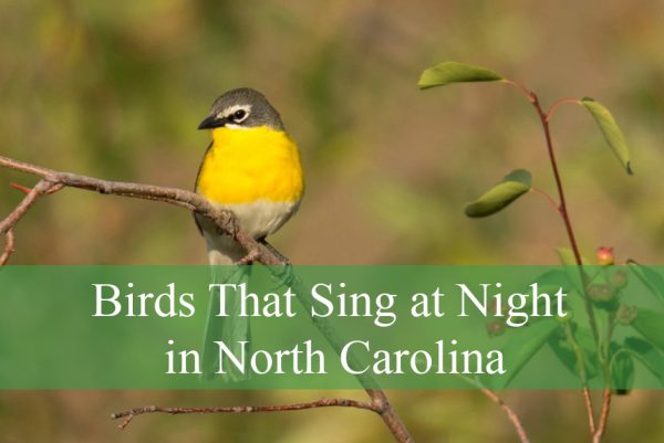 Birds That Sing at Night in North Carolina