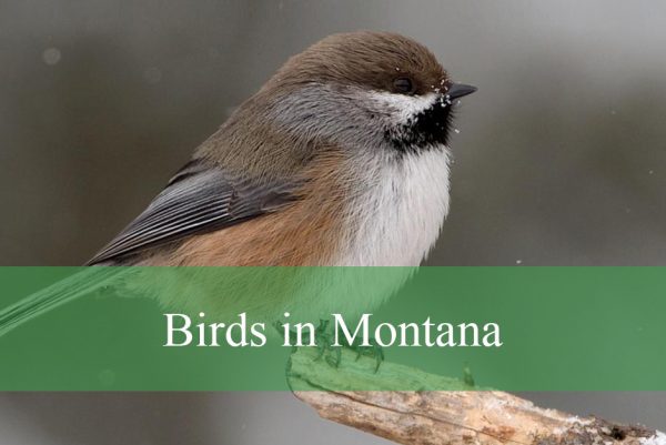 common Birds in Montana