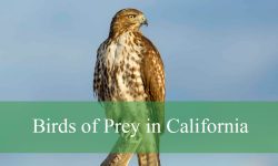 33 Birds of Prey in California (With Pictures and Identification)