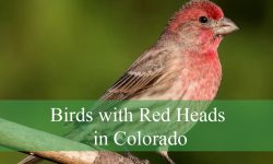 17 Birds With Red Heads in Colorado (Pictures and Identification)