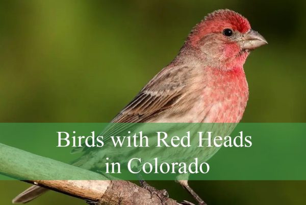 Birds with Red Heads in Colorado