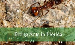 8 Types of Biting Ants in Florida (With Pictures and Identification)